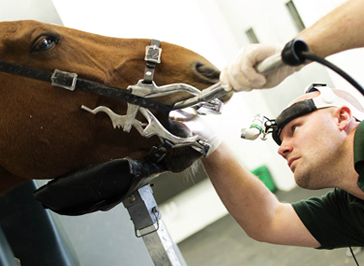 Veterinary Instruments